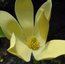 MAGNOLIA 'Golden Joy'