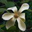 MAGNOLIA 'Golden Sun'