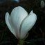 MAGNOLIA 'Lotus'