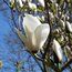 MAGNOLIA 'Manchu Fan'