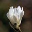 MAGNOLIA x loebneri 'Ballerina'