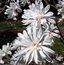 MAGNOLIA x loebneri 'Powder Puff'