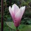 MAGNOLIA 'Raspberry Ice'
