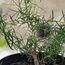 MELALEUCA alternifolia