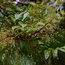 MELIOSMA veitchiorum