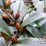 MICHELIA crassipes MICHELIA crassipes