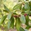 MYOPORUM laetum