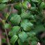 MYRTUS