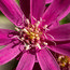 OLEARIA phloggopappa 'Combers Pink'