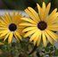 OSTEOSPERMUM 'Lemon Symphony'
