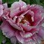 PAEONIA suffruticosa 'Pink Wonder'