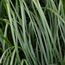 PENNISETUM