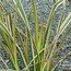 PHORMIUM 'Golden Ray'  