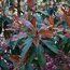 PHOTINIA serratifolia