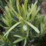PODOCARPUS