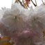 PRUNUS serrulata 'Miyako'