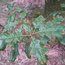 QUERCUS kelloggii