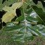 QUERCUS stellata QUERCUS stellata