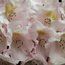 RHODODENDRON 'Bashful'