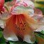 RHODODENDRON 'Bergie Larson'