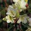 RHODODENDRON 'Chink'
