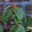 RHODODENDRON 'Dormouse'