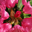 RHODODENDRON 'Linda'