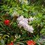 RHODODENDRON oreotrephes RHODODENDRON oreotrephes