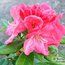 RHODODENDRON 'Robinette'
