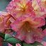 RHODODENDRON 'September Song'