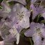 RHODODENDRON 'Snipe'