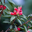 RHODODENDRON spinuliferum