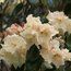 RHODODENDRON 'Unique'