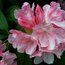 RHODODENDRON 'Yaku Princess'