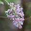 RIBES praecox