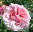 ROSA 'Aloha'