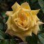 ROSA 'Grandpa Dickson'
