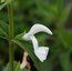 SALVIA patens 'White Trophy' SALVIA patens 'White Trophy'