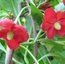 SCHISANDRA