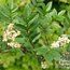 SORBUS reducta