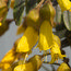 SOPHORA macrocarpa