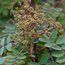 SORBUS forrestii