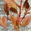 SORBUS megalocarpa