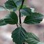 SORBUS pseudobakonyensis