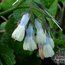 SYMPHYTUM grandiflorum 'Wisley Blue'