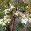 SYRINGA pinnatilfolia