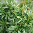 TAXUS baccata 'Icicle'