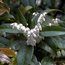 VACCINIUM donaldianum