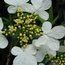 VIBURNUM plicatum 'Watanabe'