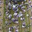 WISTERIA floribunda 'Tiverton'